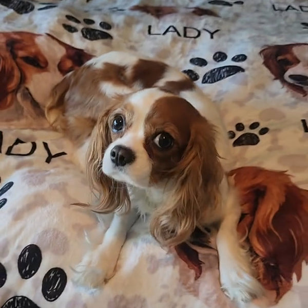 animal print blanket